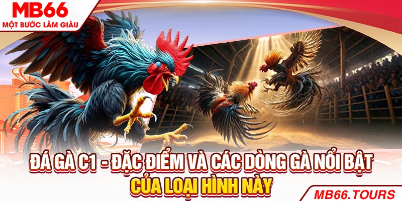 Đá Gà C1 - Đặc Điểm Và Các Dòng Gà Nổi Bật Của Loại Hình Này