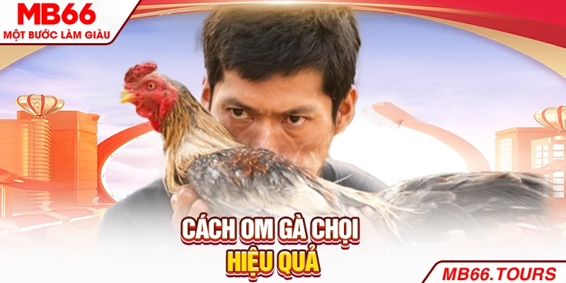 Cách om gà chọi hiệu quả