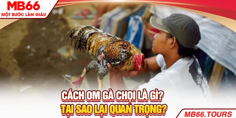 Cách om gà chọi là gì? Tại sao lại quan trọng?