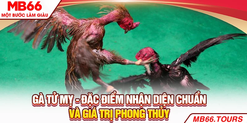 Gà Tử Mỵ - Đặc Điểm Nhận Diện Chuẩn Và Giá Trị Phong Thủy
