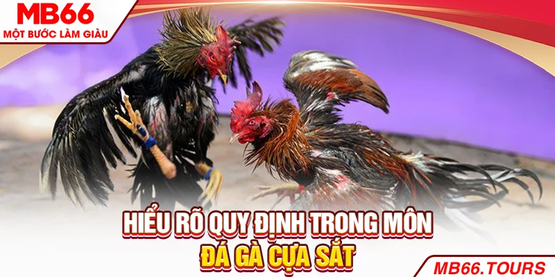 Hiểu rõ quy định trong môn đá gà cựa sắt
