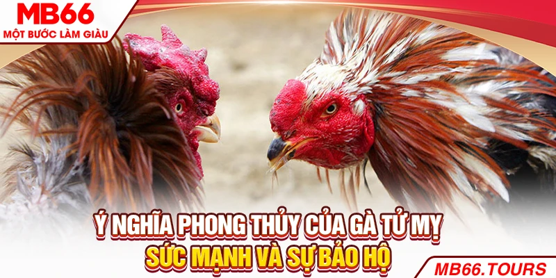 Ý nghĩa phong thủy của gà Tử Mỵ - Sức mạnh và sự bảo hộ